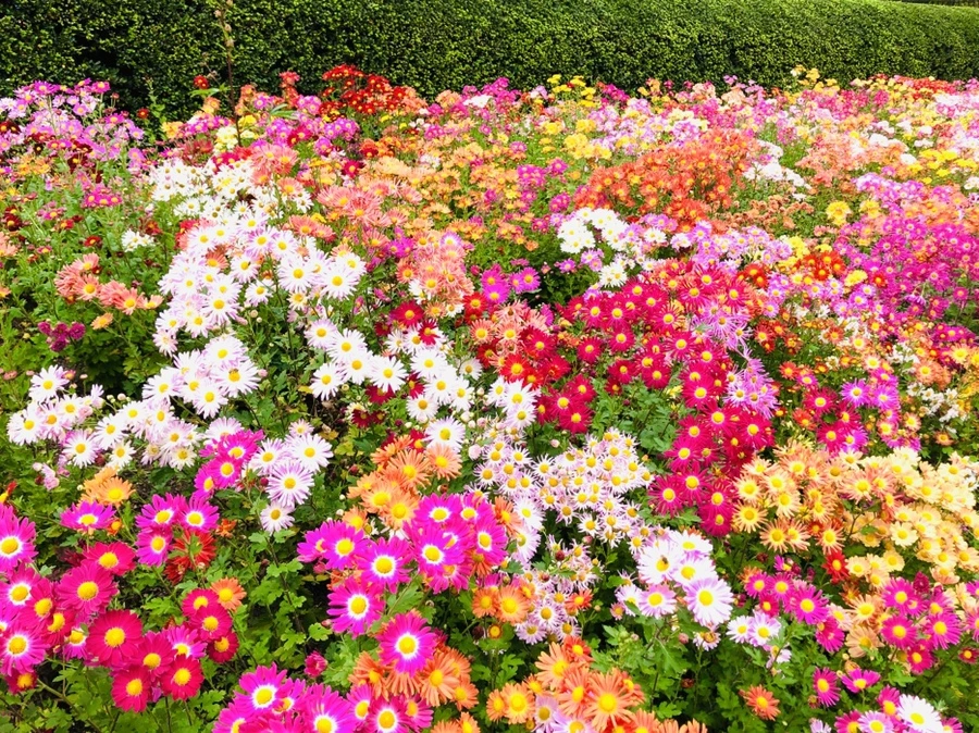 IMG_2535.jpg?type=w966