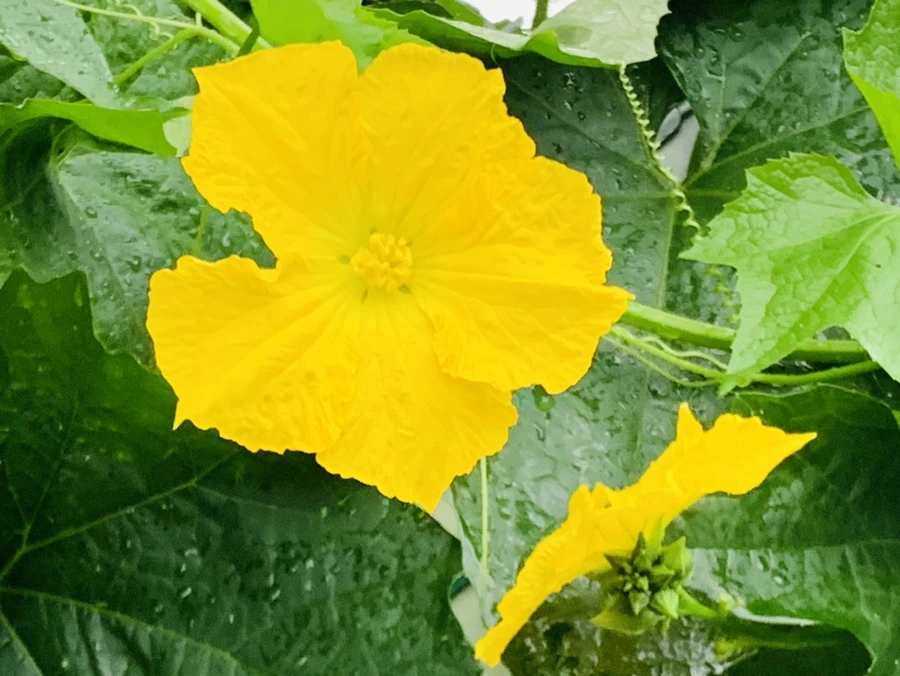 IMG_3688.jpg?type=w966