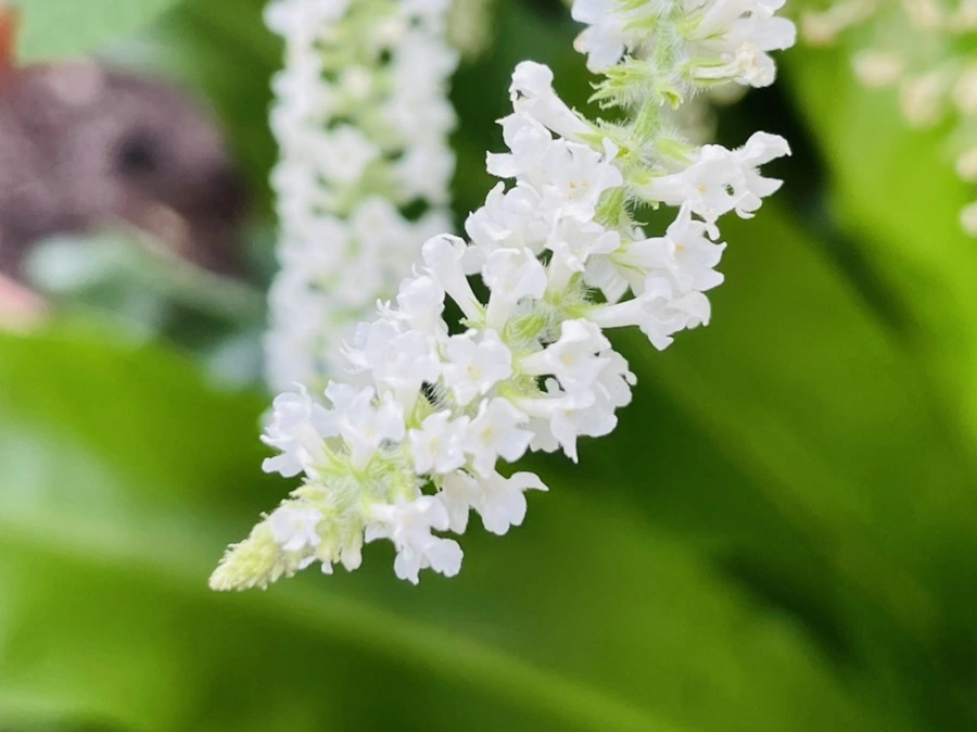 IMG_5206.jpg?type=w966