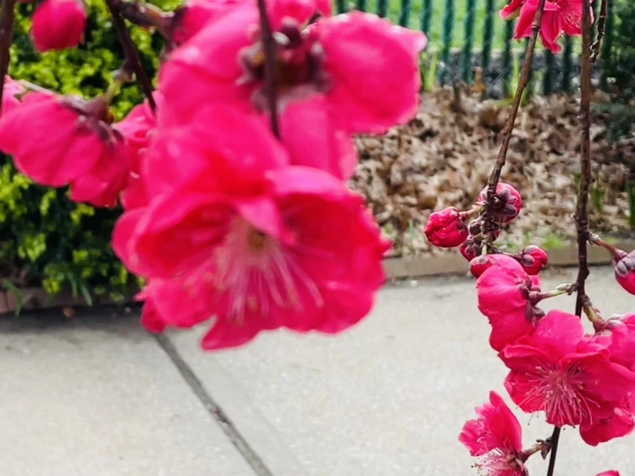 IMG_1278.jpg?type=w966