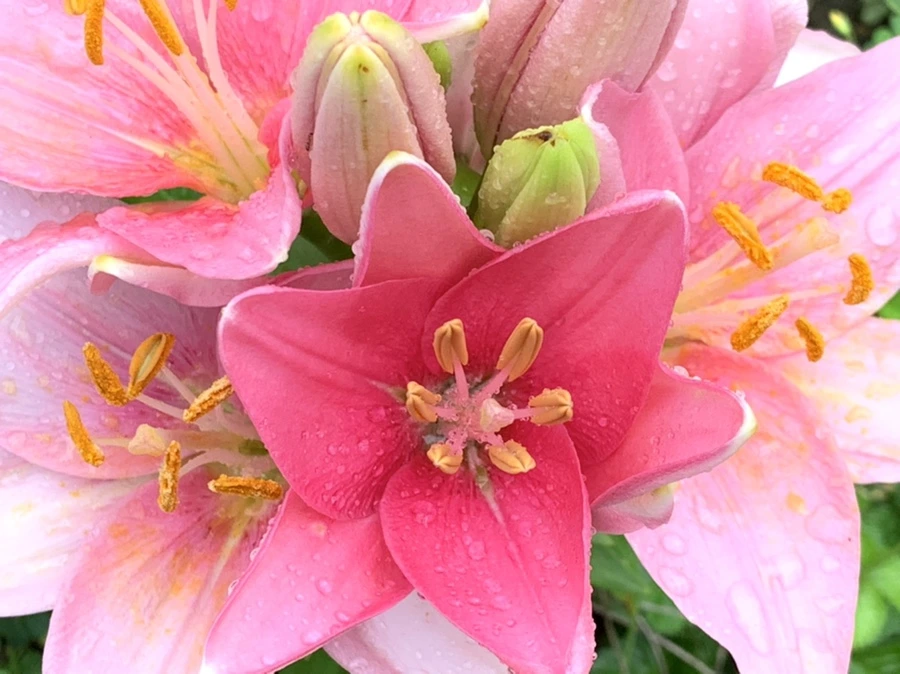 IMG_3540.jpg?type=w966