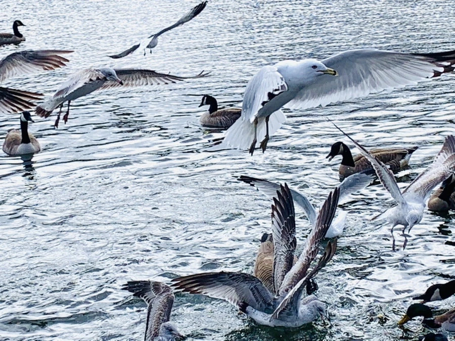 IMG_7816.jpg?type=w966