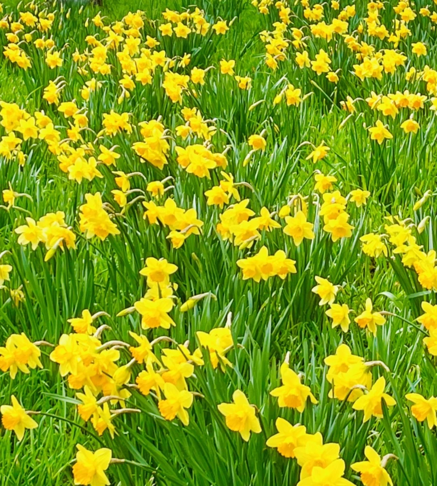 IMG_7448.jpg?type=w966