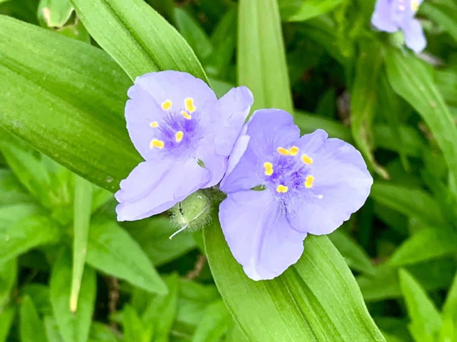 IMG_5312.jpg?type=w966