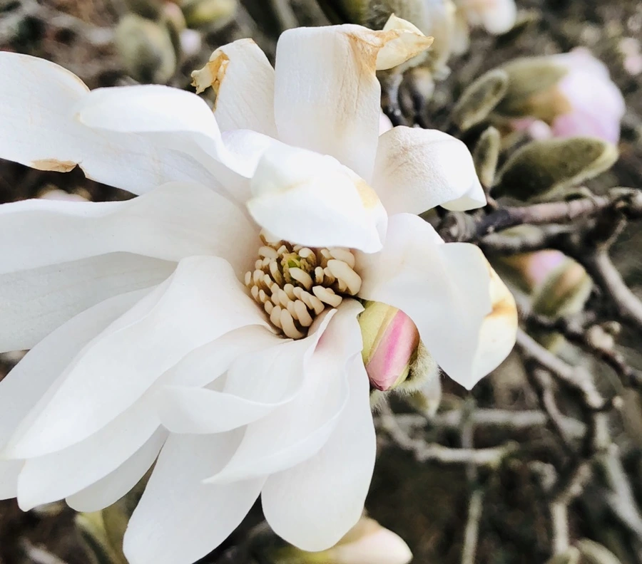 IMG_1998.jpg?type=w966