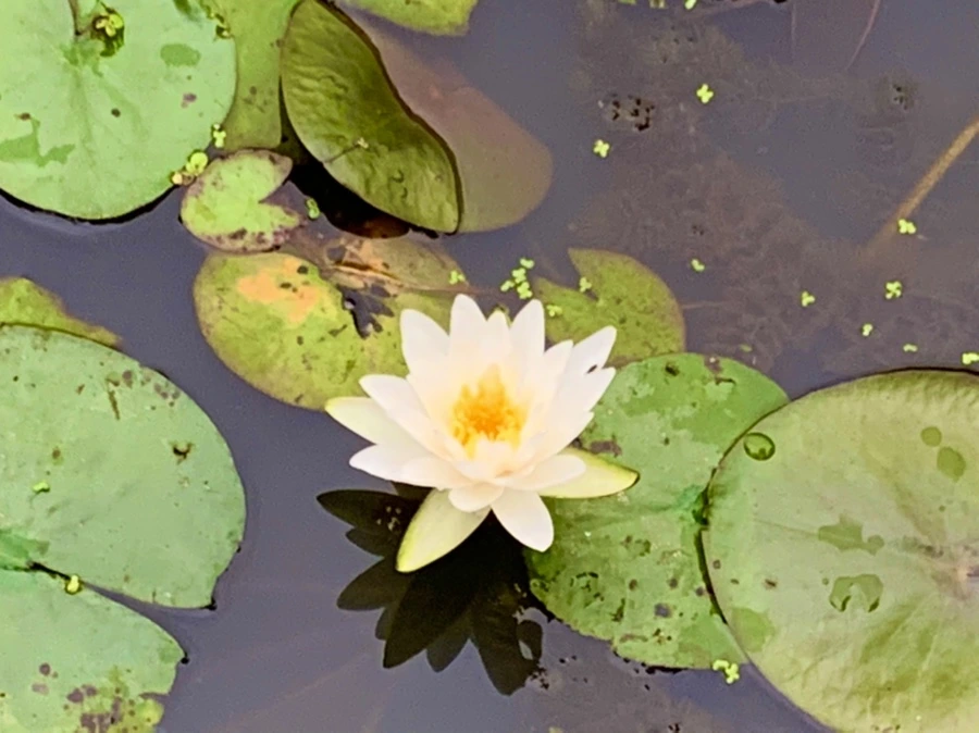 IMG_7169.jpg?type=w966