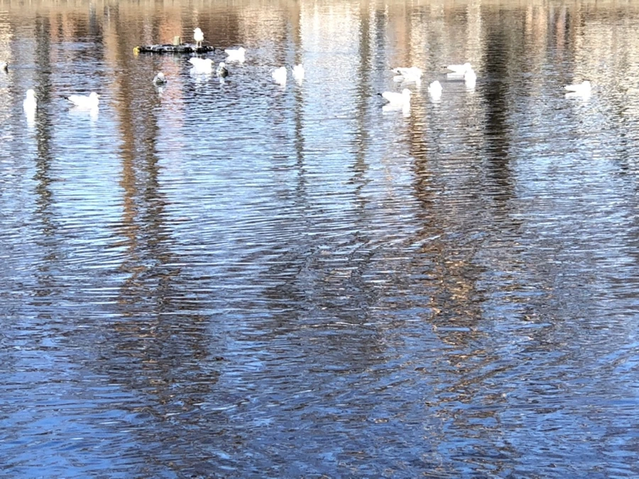 IMG_9744.jpg?type=w966