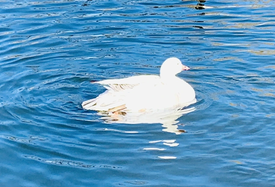 IMG_8951.jpg?type=w966