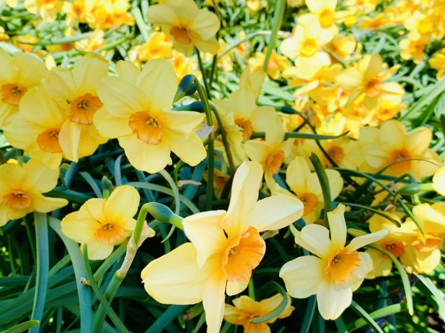 IMG_4797.jpg?type=w966