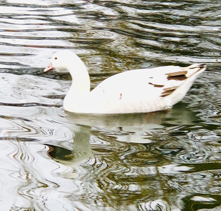 IMG_6113.jpg?type=w966