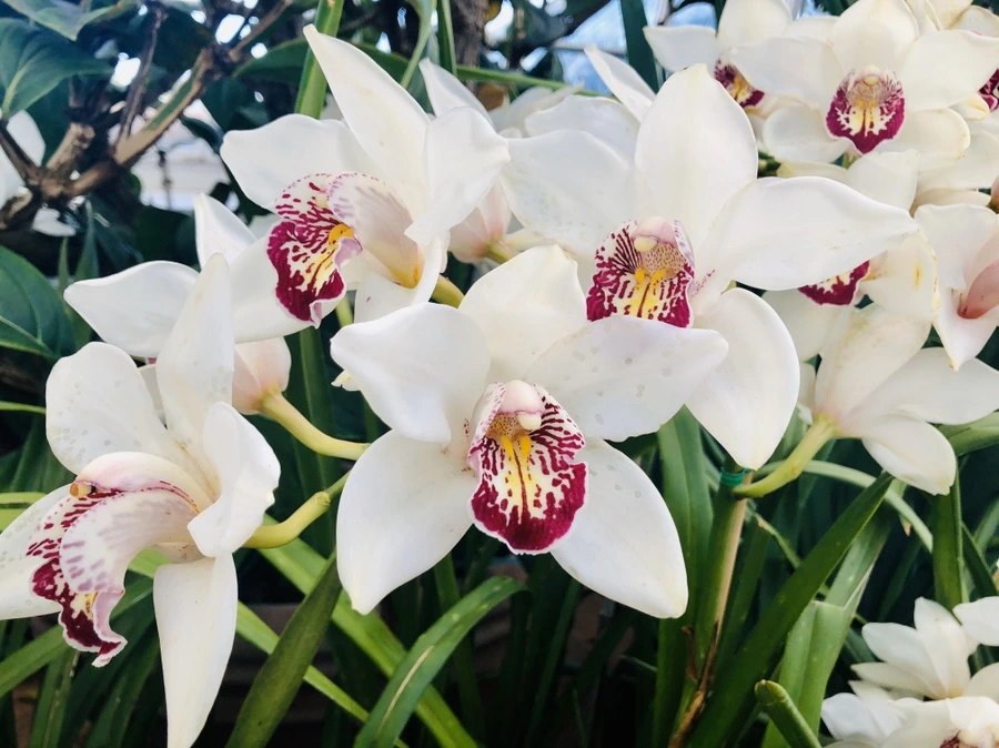 IMG_6235.jpg?type=w966