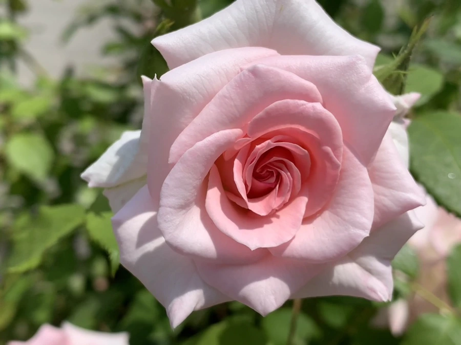 IMG_8480.jpg?type=w966