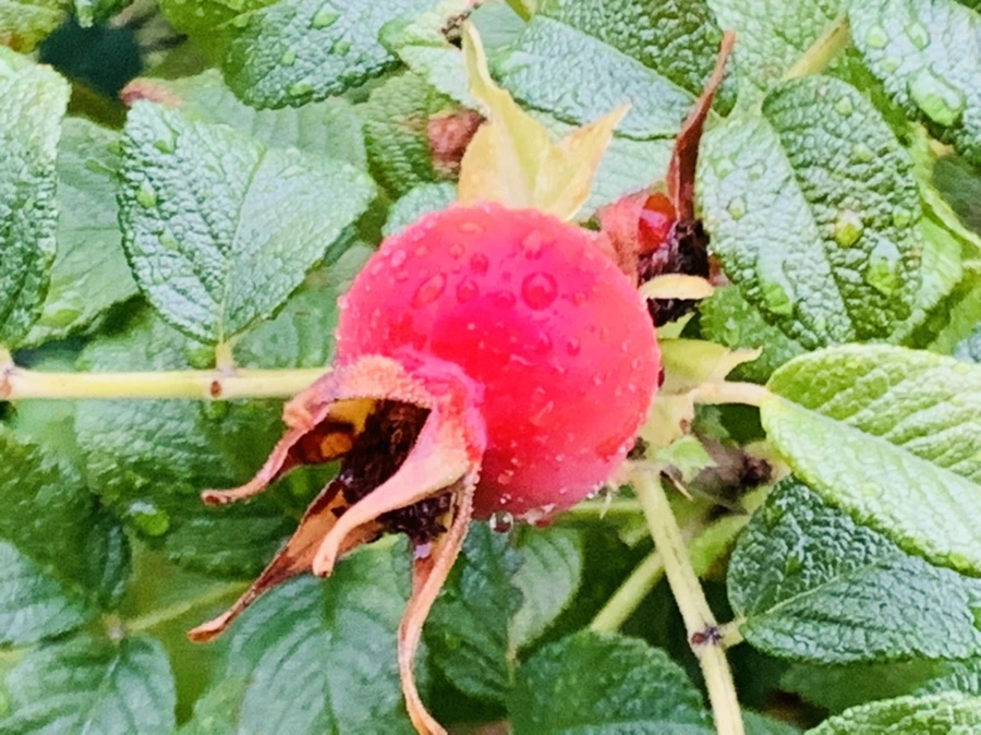 IMG_3719.jpg?type=w966