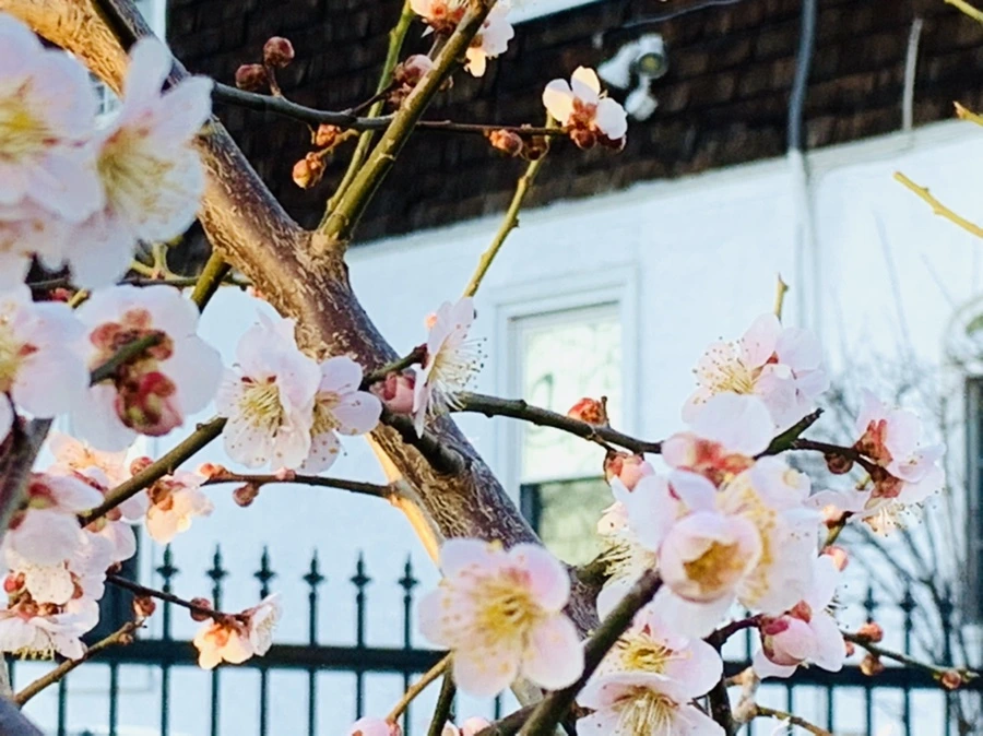 IMG_0950.jpg?type=w966