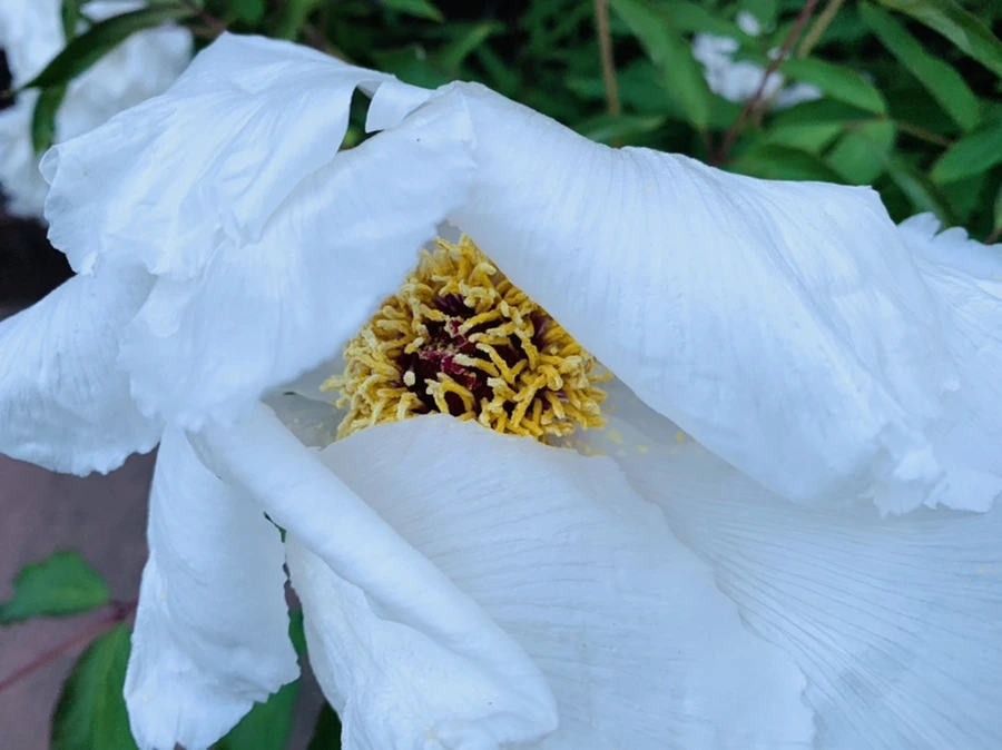 IMG_7541.jpg?type=w966