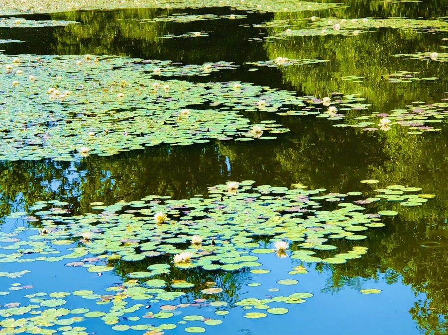 IMG_2325.jpg?type=w966