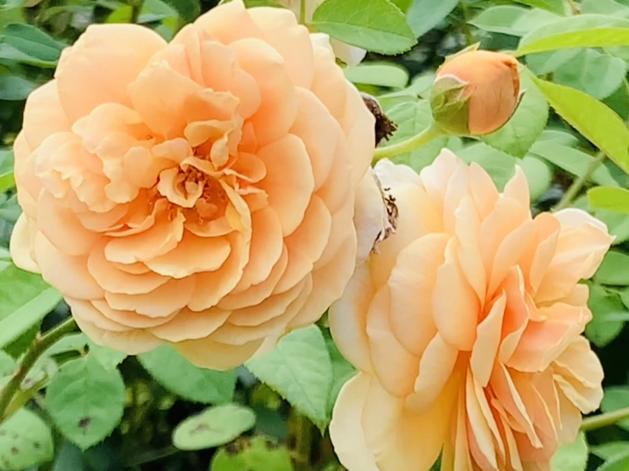 IMG_4978.jpg?type=w966