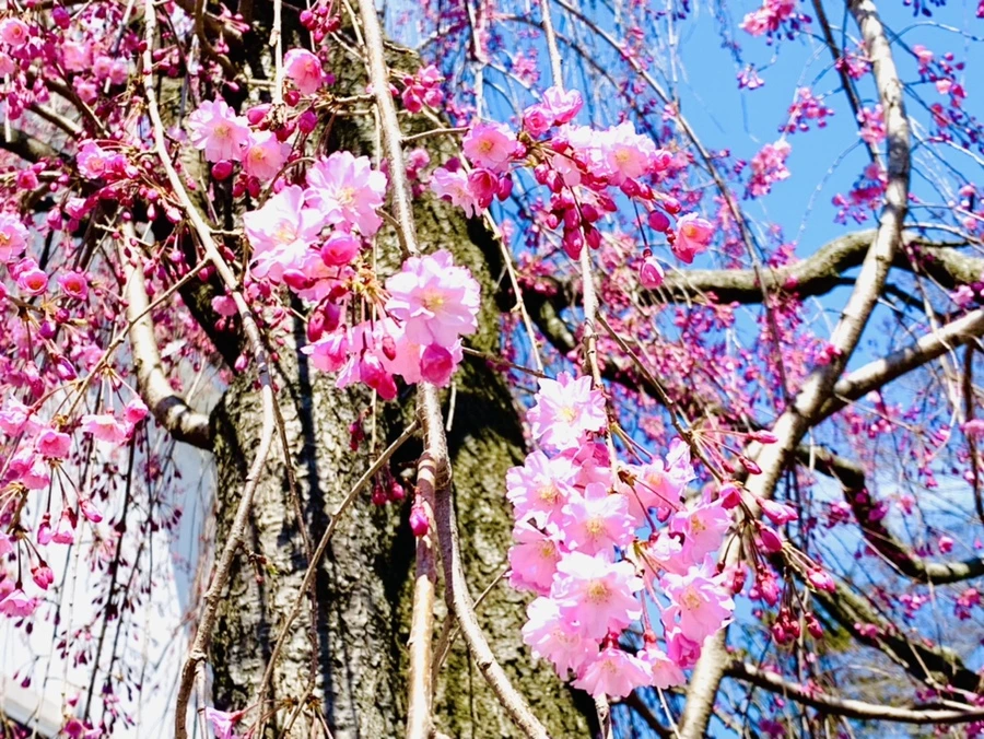 IMG_8311.jpg?type=w966