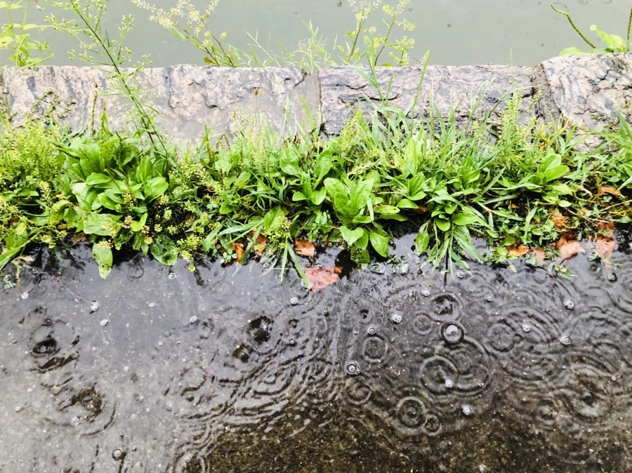 IMG_5098.jpg?type=w966