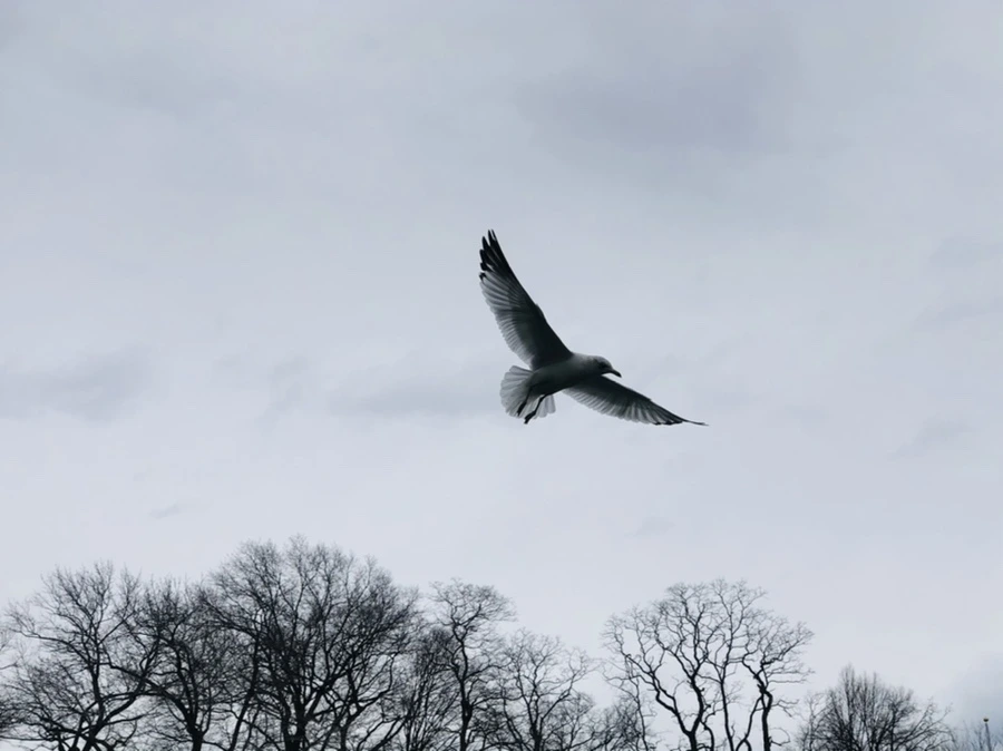 IMG_5822.jpg?type=w966