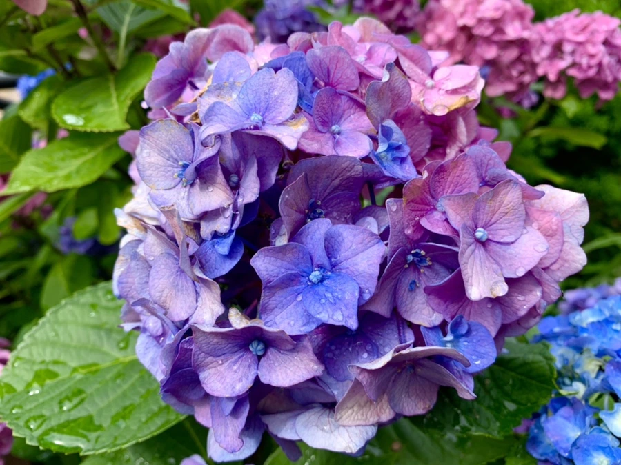 IMG_9604.jpg?type=w966