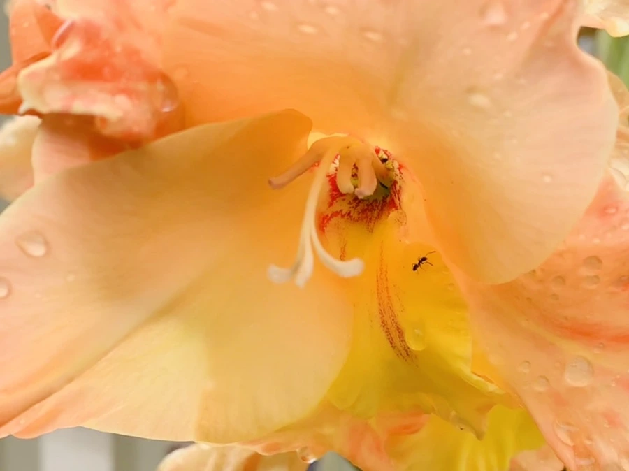 IMG_4479.jpg?type=w966