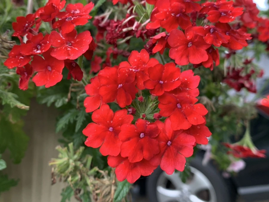 IMG_3547.jpg?type=w966