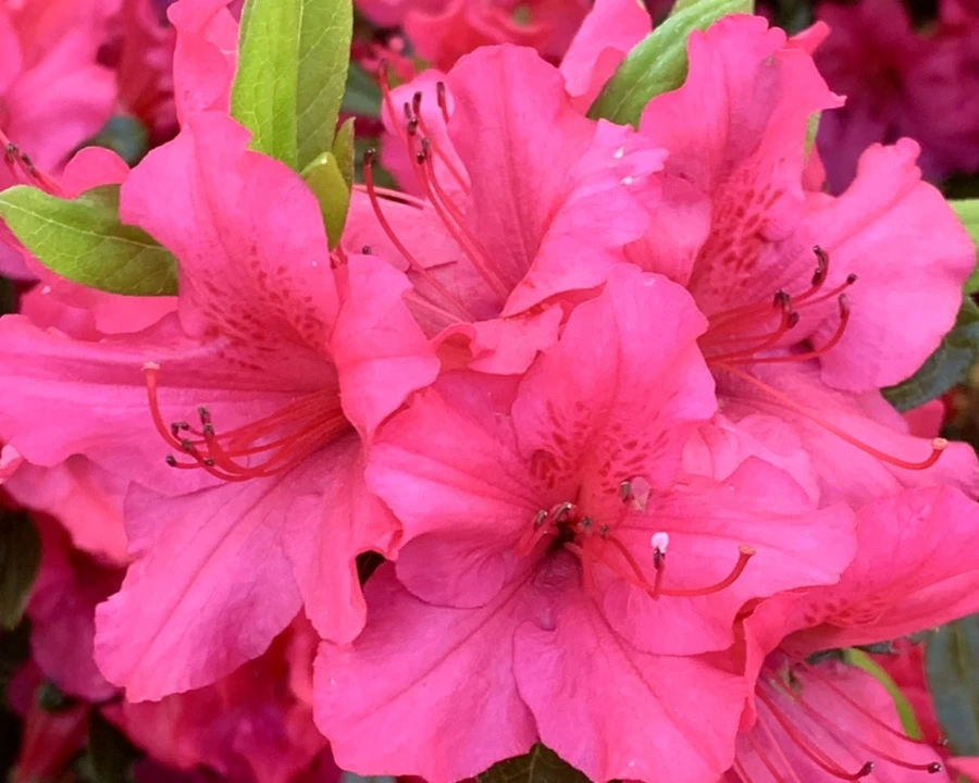 IMG_0436.jpg?type=w966