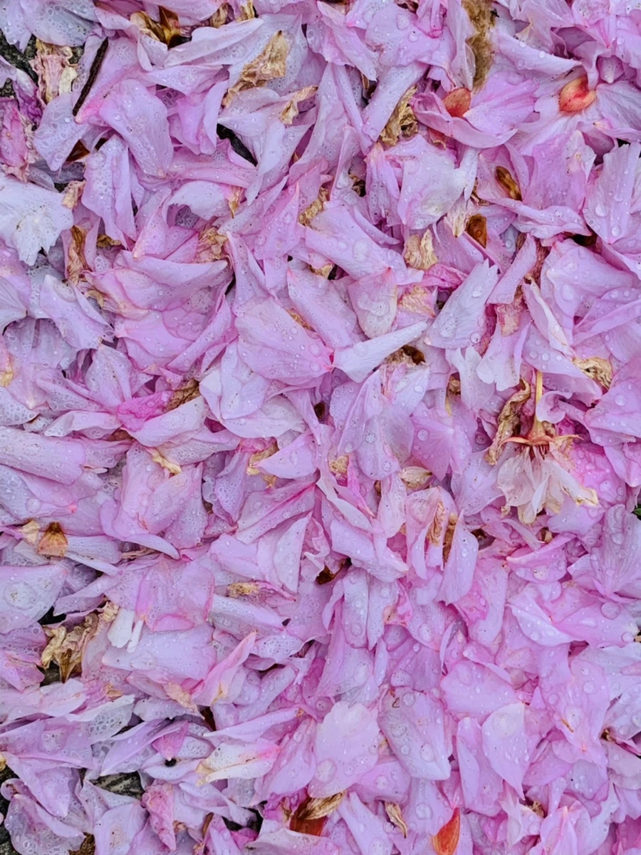 IMG_7253.jpg?type=w966