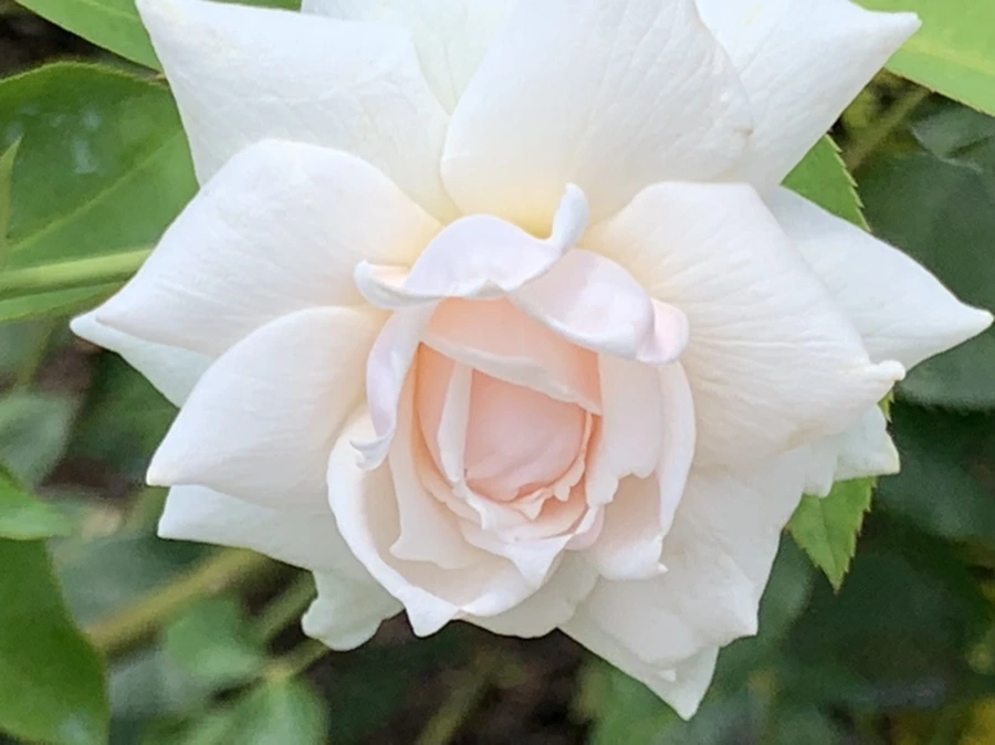 IMG_5439.jpg?type=w966