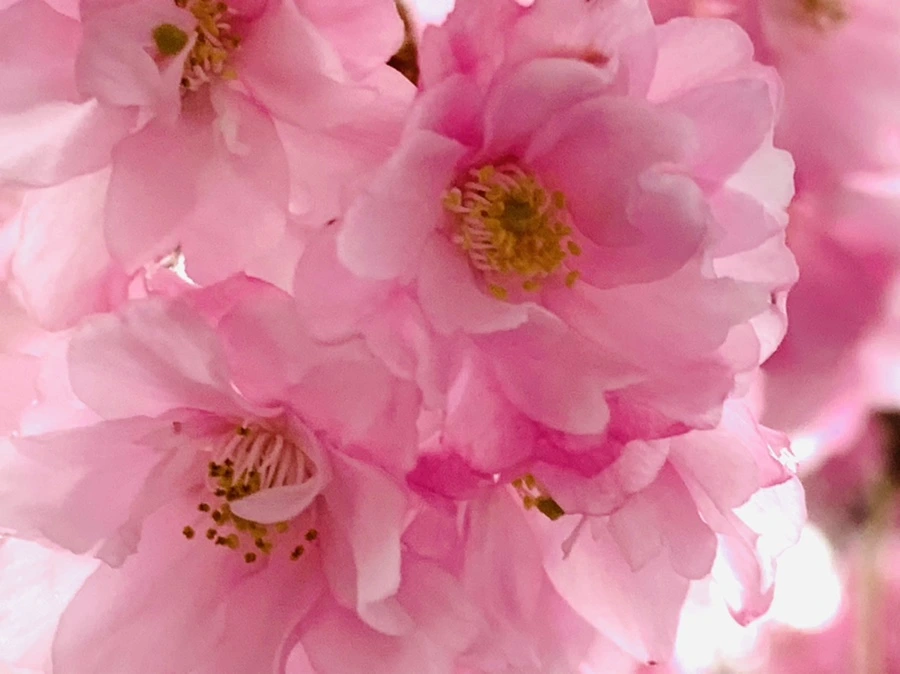 IMG_0784.jpg?type=w966