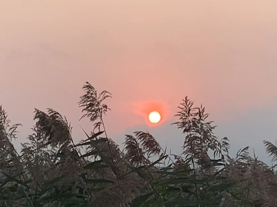 IMG_1110.jpg?type=w966