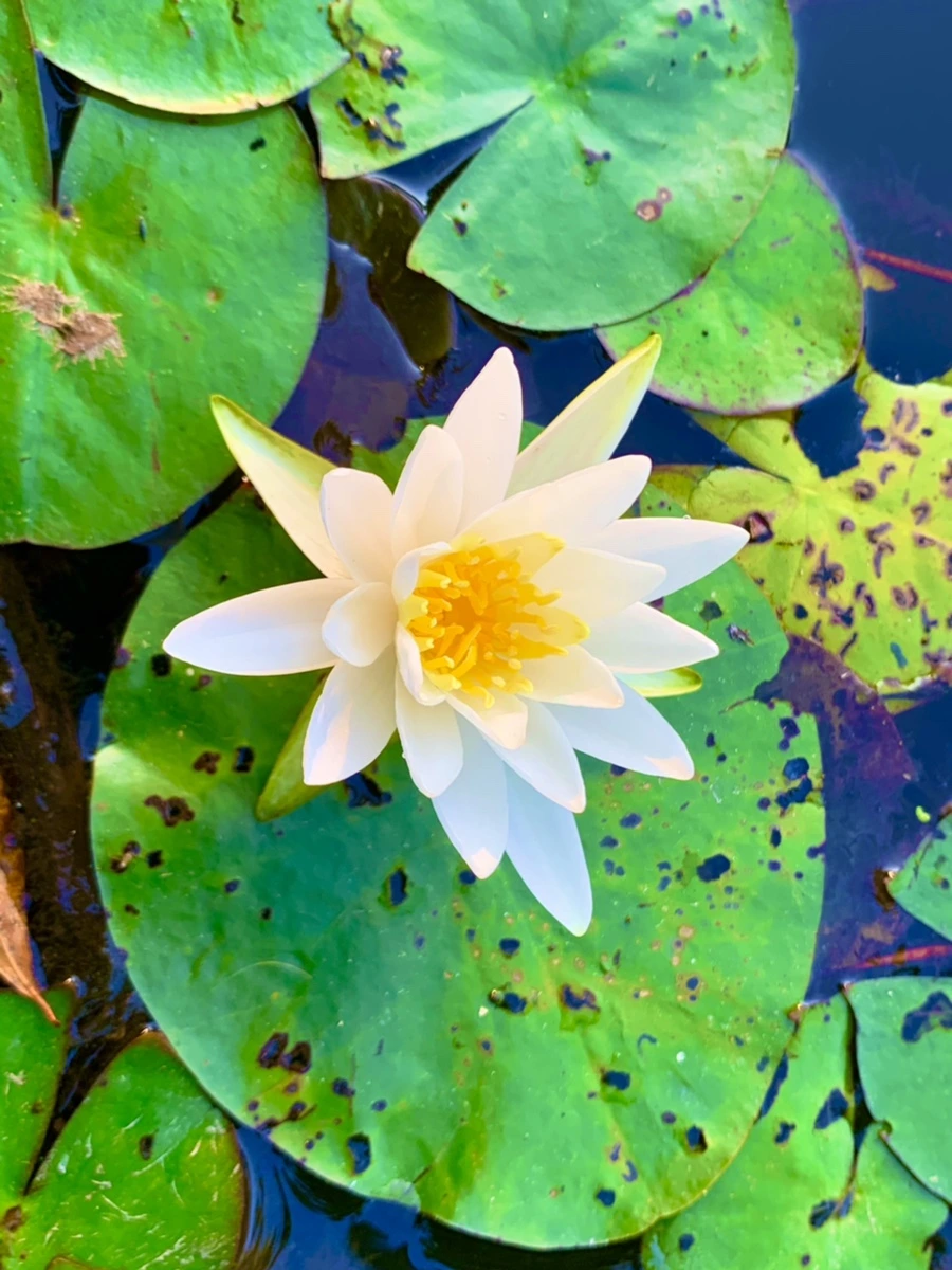 IMG_1038.jpg?type=w966