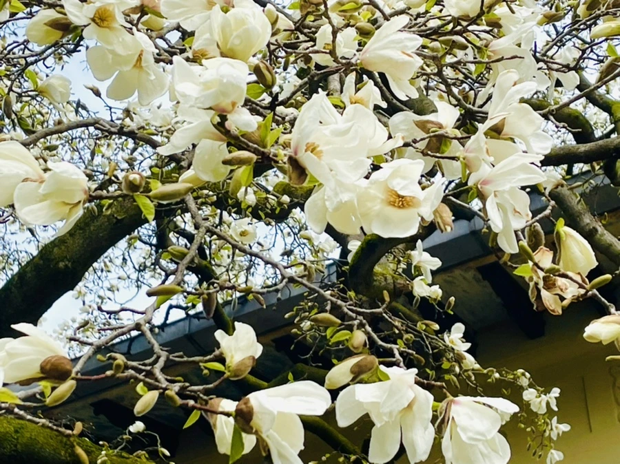 IMG_7482.jpg?type=w966