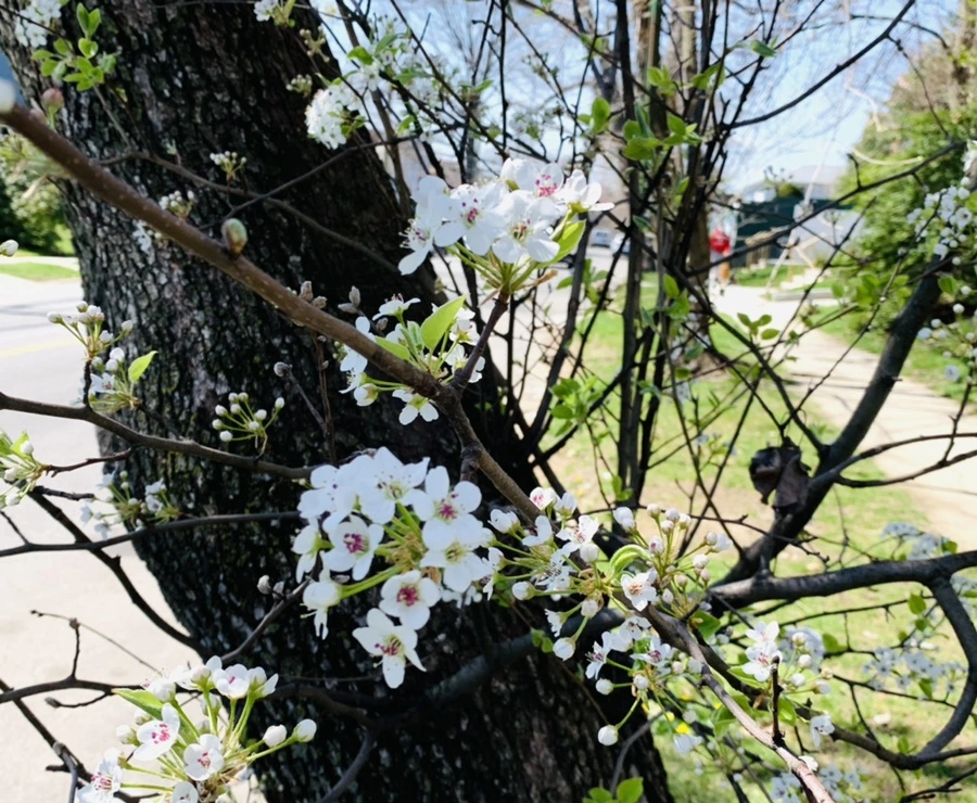 IMG_8585.jpg?type=w966