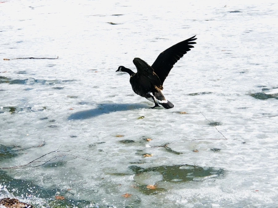 IMG_5119.jpg?type=w966