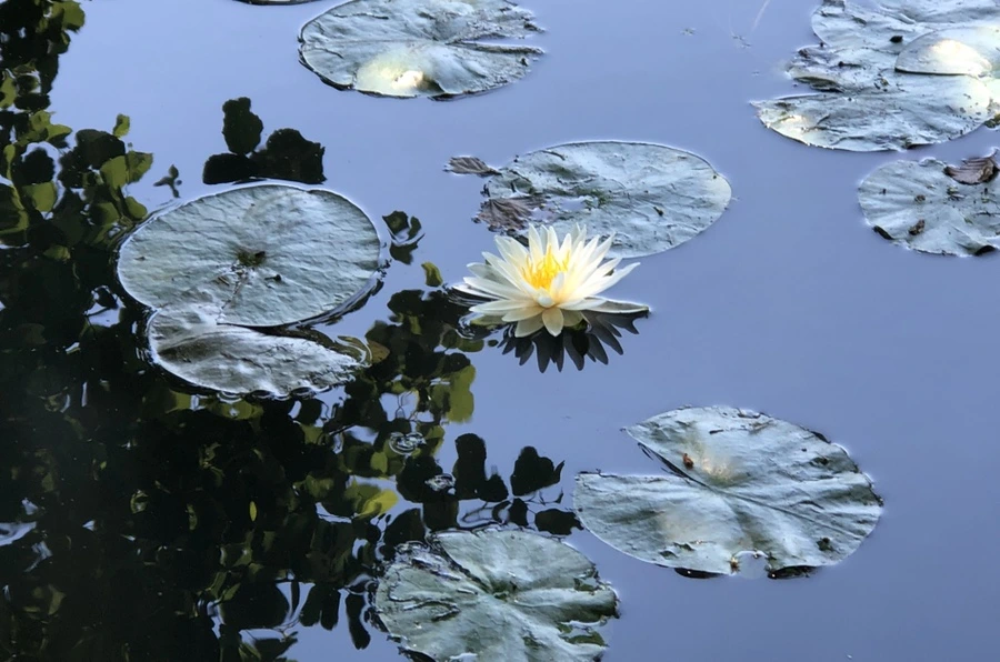 IMG_9742.jpg?type=w966