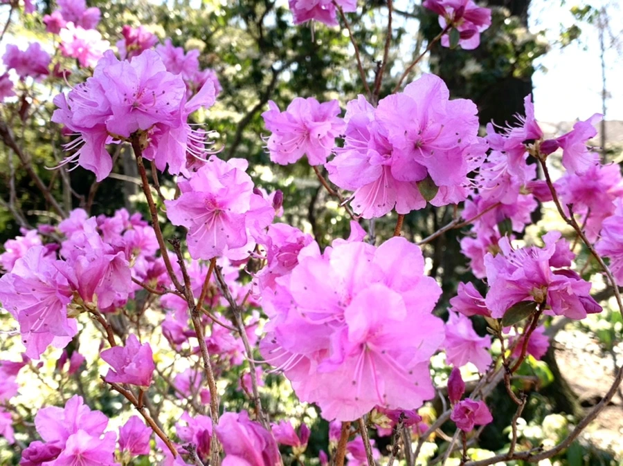 IMG_5636.jpg?type=w966