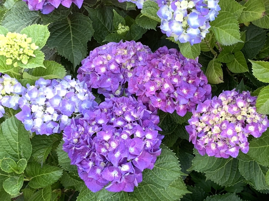 IMG_5272.jpg?type=w966