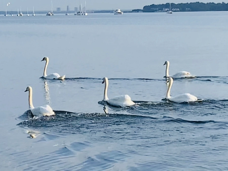 IMG_1490.jpg?type=w966