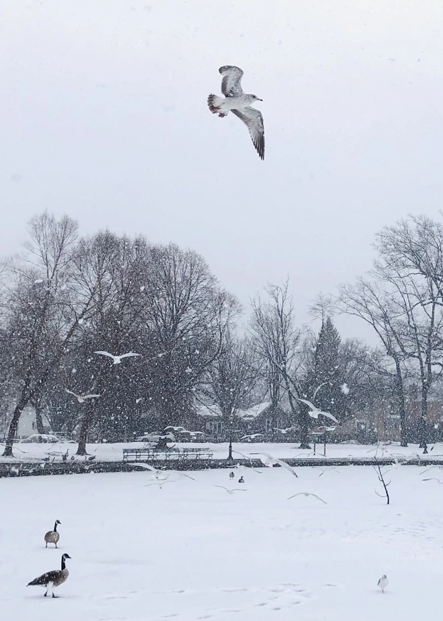 IMG_4035.jpg?type=w966