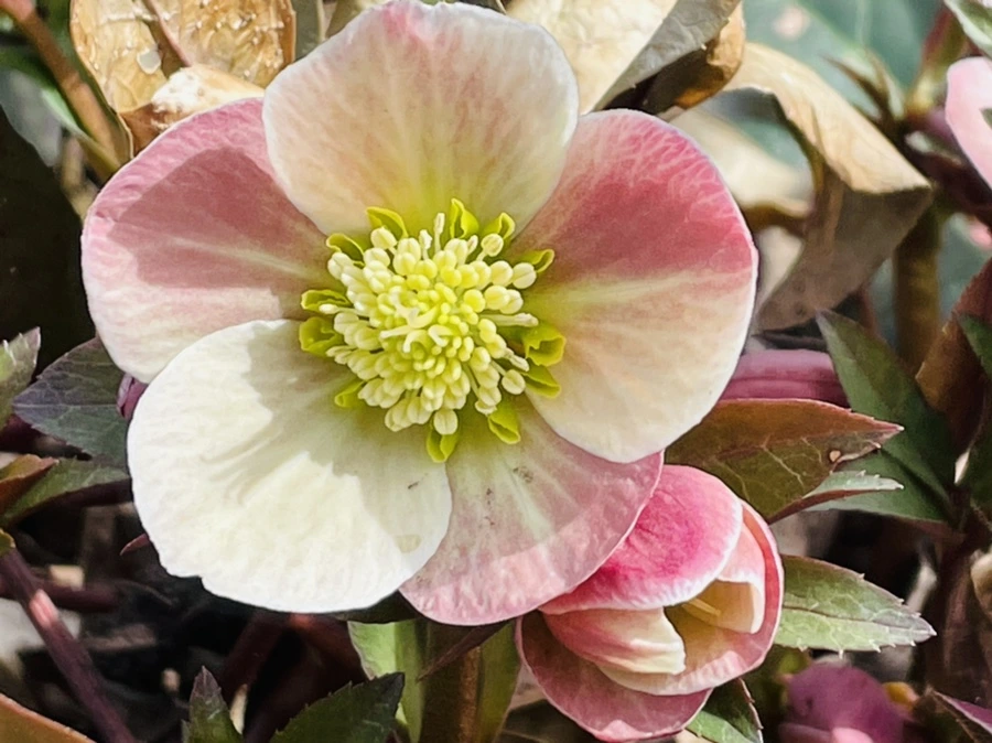 IMG_4168.jpg?type=w966