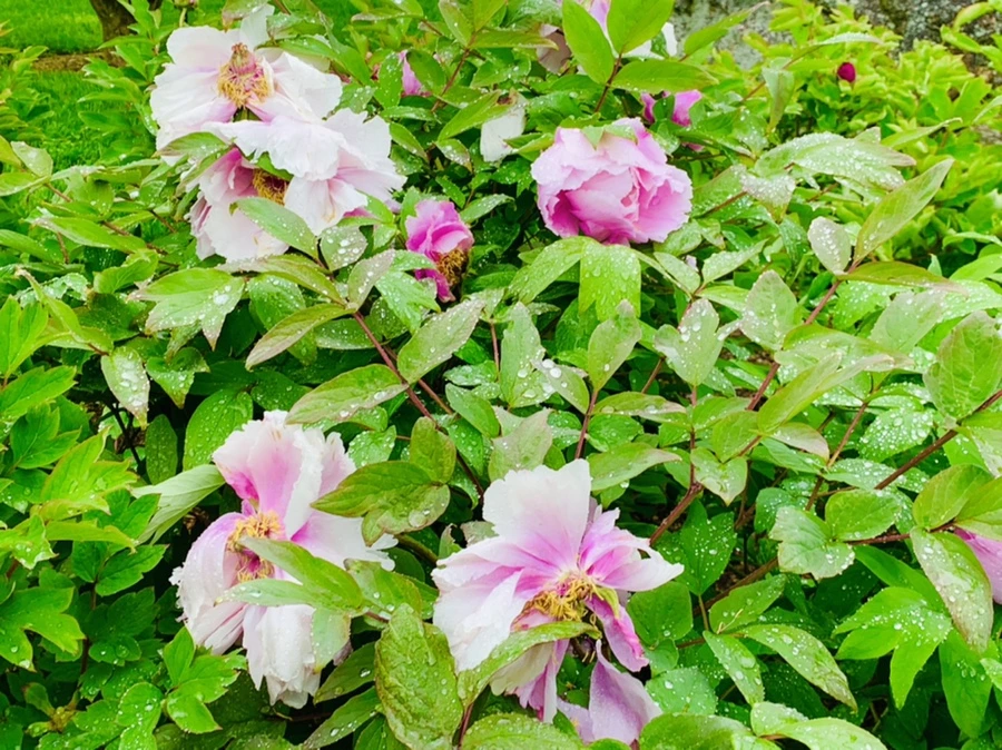 IMG_9994.jpg?type=w966