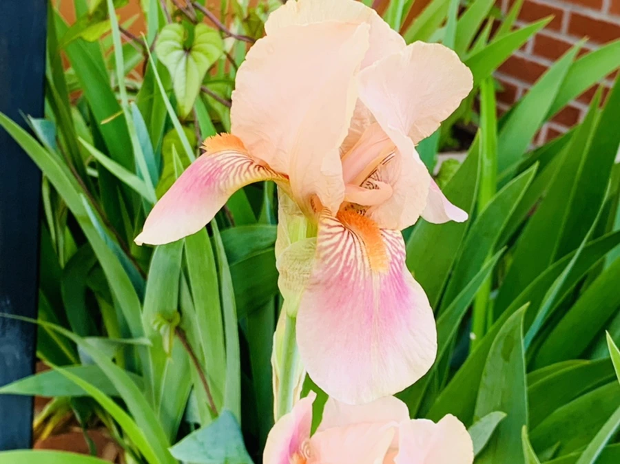 IMG_3333.jpg?type=w966