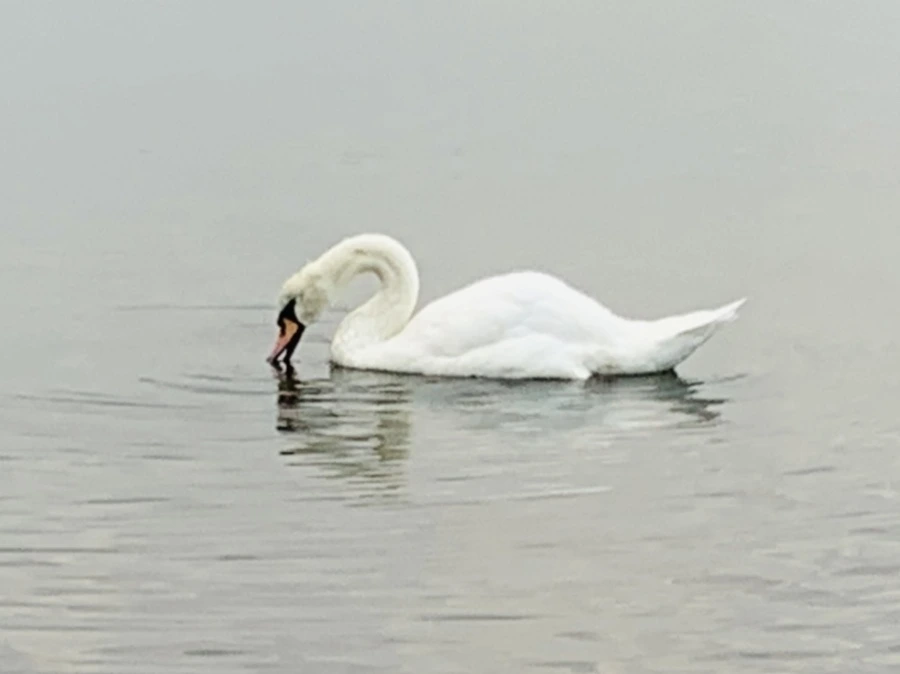 IMG_0289.jpg?type=w966