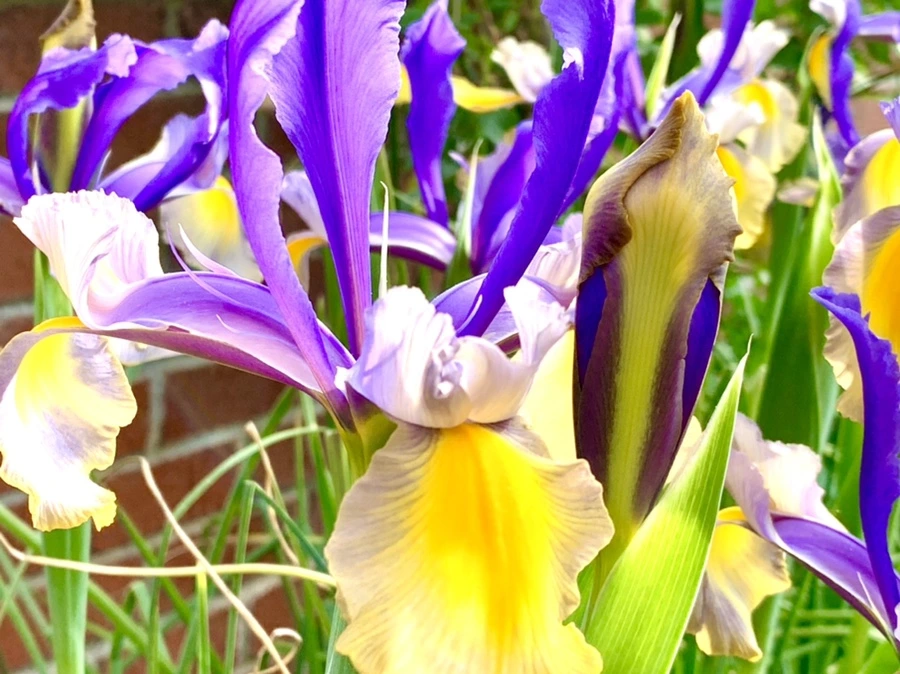 IMG_9086.jpg?type=w966