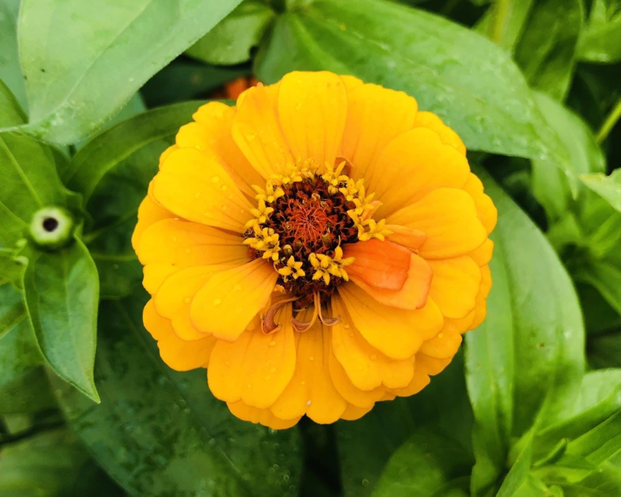 IMG_1830.jpg?type=w966