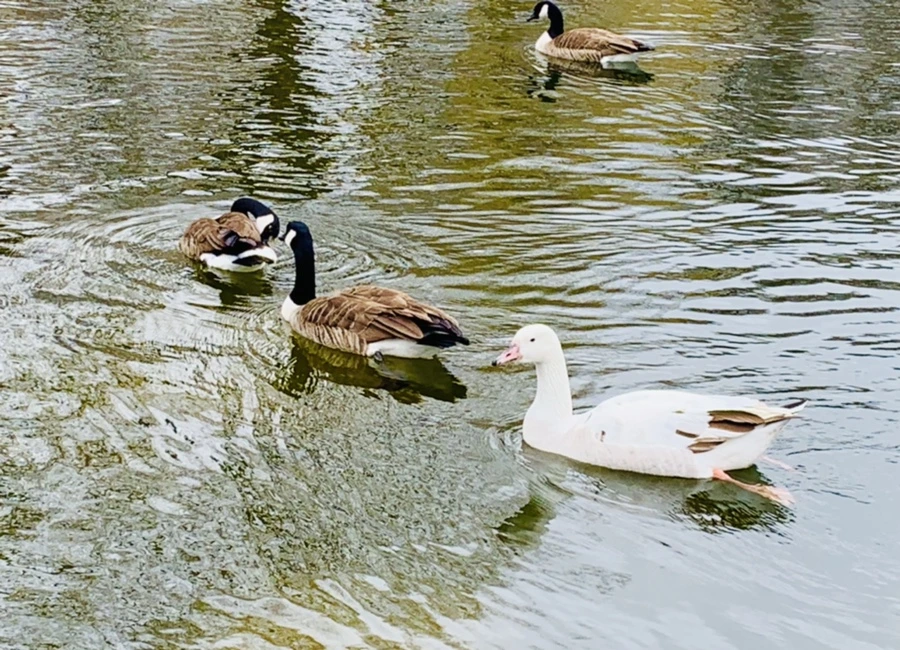 IMG_1654.jpg?type=w966