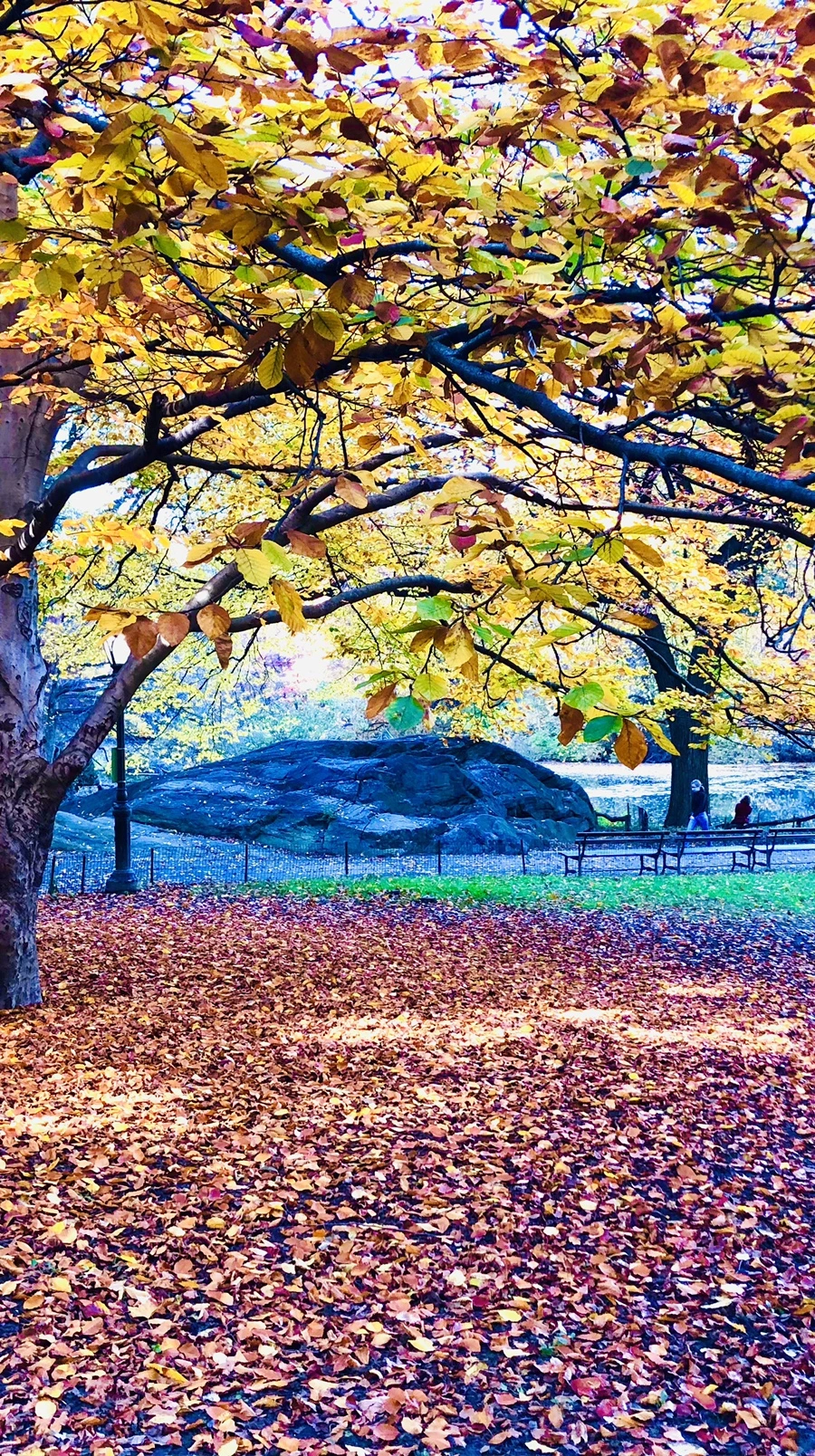 IMG_4221.jpg?type=w966