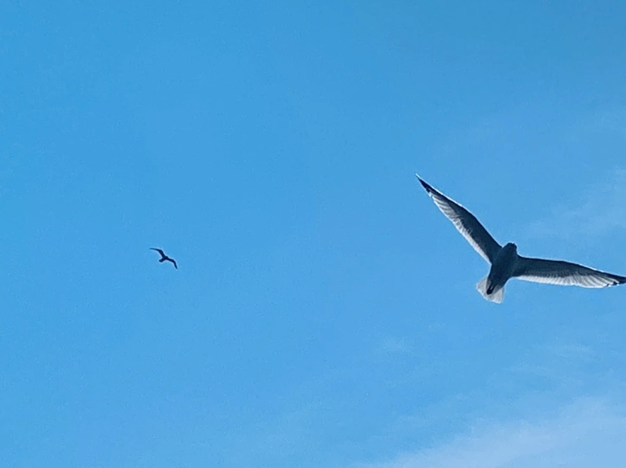 IMG_9450.jpg?type=w966